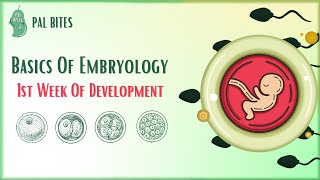 Basics of Embryology  First Week of Development [upl. by Nnylyam]