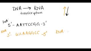 Complementary base pairing [upl. by Ettezzil108]