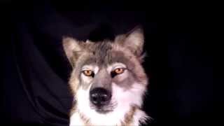 HYPER REALISTIC WOLF MASK COSTUME REVIEW [upl. by Westlund630]