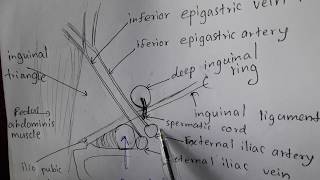 Anatomy of Inguinal Canal Made Simple [upl. by Darrick385]