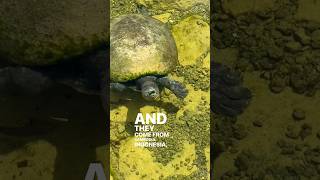 Batagur Affinis in an awesome aquascape pond backyard pond turtle waterfeature wildlife epic [upl. by Nnylorac]