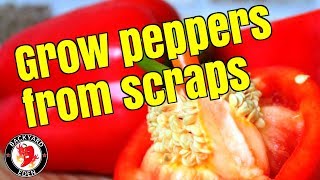 How to plant fresh bell pepper seeds [upl. by Bonnes269]