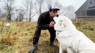 I Trained My Dog to Guard Ducks and Geese Hes a real Livestock Guardian Dog [upl. by Jelena]