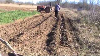 Planting Sugarcane [upl. by Domineca]