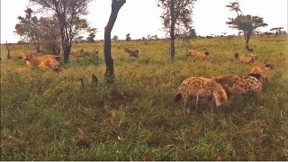 Hyenas Vs Lion [upl. by Ahsiki]