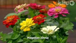 Trisha plants zinnias Central Texas Gardener [upl. by Marlow]