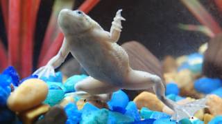 African Dwarf Frog SINGING [upl. by Donohue]