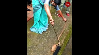 Kerala to have certified trainers to catch and rescue snakes in the state [upl. by Arte923]