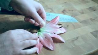 flower dissection [upl. by Durham]