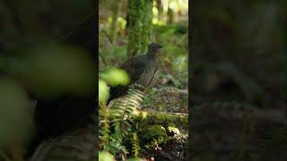 عازف الغابة المقلد Lyre bird Lyrebird NatureWonders SoundMimicry ForestSinger [upl. by Enimzaj]