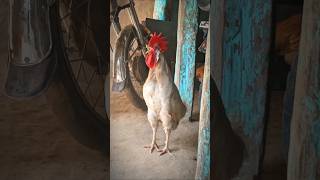 Rooster Crowing 🐓📢🤩 S03E04 shorts [upl. by Arrad]