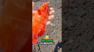 Ce poisson est rouge rouge rouge pêche 🤩🎈 [upl. by Adoc]