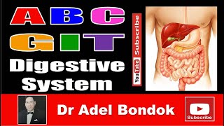 ABC of GIT Digestive System Dr Adel Bondok Making Anatomy Simple [upl. by Bowler526]