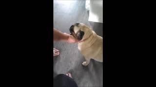 How To Fix Inverted Sneezing On A Pug [upl. by Nivek]