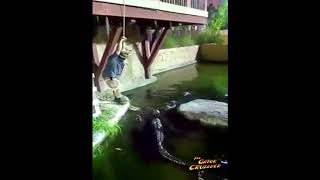 Newly Uncovered Video Shows Man Falling Into Gator Pit [upl. by Berns]