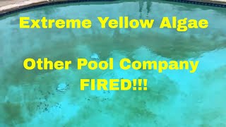 Extreme YELLOW ALGAE  Other Company FIRED [upl. by Ennovahc292]