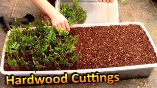 Hardwood Propagation of Thuja Green Giant Arborvitae Part 1  Rooting Cuttings for a Privacy Hedge [upl. by Animsaj]