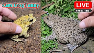 Boing boing catch frogs funny wep wep  funny frogs catching make you laugh [upl. by Fitzhugh]