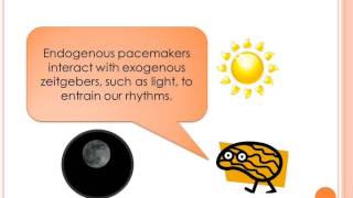 Biopsychology Biological Rhythms  Endogenous pacemakers [upl. by Cuthbertson]