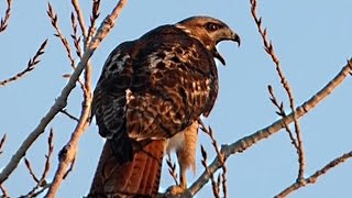 Red Tailed Hawk  Enjoying the sunset and calling [upl. by Osmund]