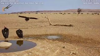 Lappetfaced vultures with juvenile at the waterhole [upl. by Desdee187]