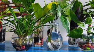 10 Amazing Indoor Plants That Grow Only In Water without much maintenanceGREEN PLANTS [upl. by Annayek268]