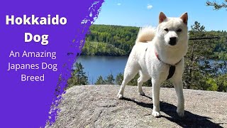 The Hokkaido Dog  An Amazing Japanes Dog Breed  Dog Lovers [upl. by Ltihcox342]