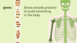 What is Gene Mapping [upl. by Sikes]