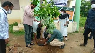 Tuni YSRCP MLA Dadisetti Raja in plants a tree  Vanamahotsavam program [upl. by Anis]