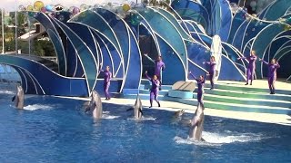 DOLPHIN ENCOUNTER AT SEAWORLD DURING COVID19 SAN DIEGO CALIFORNIA [upl. by Annayar107]