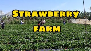 First Time picking strawberry  Strawberry farm Fanling hongkong [upl. by Esor]