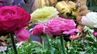 How to Grow Ranuculus  Persian Buttercups [upl. by Willock147]