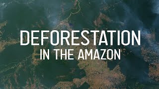 Deforestation in the Amazon quickly explained [upl. by Stent857]