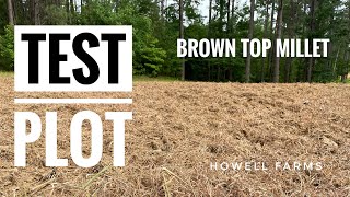 Planting Brown Top Millet For Doves [upl. by Low]