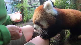 Pabu The Red Panda Cub Loves Snacking [upl. by Aneala]