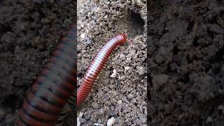 Millipede Liwing Masuk kedalam sarang short [upl. by Ynnep]