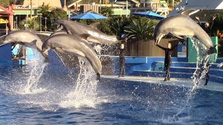 Dolphin Adventures Show  SeaWorld Orlando  25092022 [upl. by Stickney726]