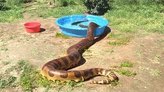 ANACONDA enters WaterFEEDS ON CATFISH [upl. by Namien732]