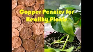 Copper for Healthy Plants [upl. by Anerbas995]