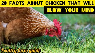 20 FACTS ABOUT CHICKEN THAT WILL LEAVE YOU A DROPPED JAW [upl. by Ng]