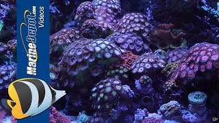 Zoanthid and Palythoa Coral Care Tips Paly Toxin and Fragging [upl. by Enael]