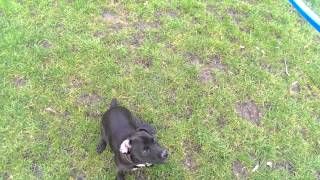 Patterdale Terrier Training Exercise your patterdale terrier with a flinger [upl. by Acirred]