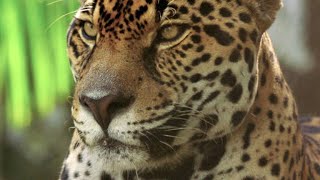 This Footage of Jaguars in Panama Could Save Their Lives [upl. by Shepperd]