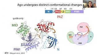 Protein flexibility conformational changes and intrinsically disordered regions IDRs [upl. by Seedman]