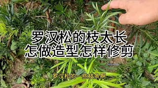 罗汉松的枝玉叶太长怎样做造型和修剪How to shape and prune the branches and leaves of Podocarpus that are too long [upl. by Gora]