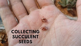 COLLECTING SUCCULENT SEEDS [upl. by Lucania]