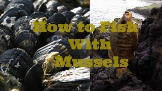 How to Fish With Mussels  Live Bait [upl. by Madelin]