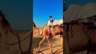 camel safari osian [upl. by Boesch]