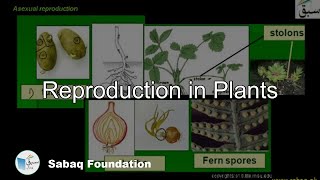 Reproduction in Plants Biology Lecture  Sabaqpk [upl. by Andi645]