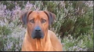 Rhodesian Ridgeback Biography part V [upl. by Thorman585]